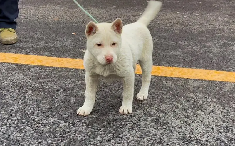 短毛下司犬图片大全 短毛下司犬图片大全大图