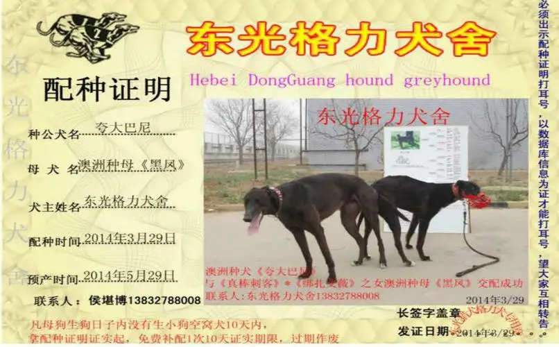 格力犬YY血统查询种公查询（格力犬yy血统查询种公查询）