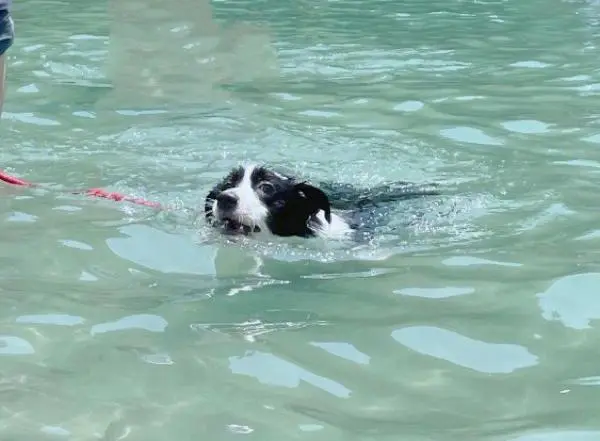 狗游泳水温多少度合适？（狗游泳水温多少度合适）