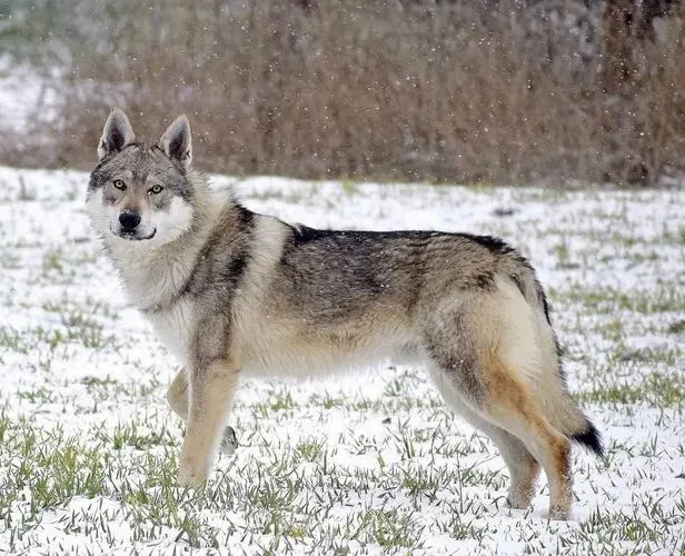 捷克狼犬简介（捷克狼犬简介图片）