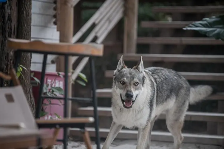 捷克狼犬简介（捷克狼犬简介资料）