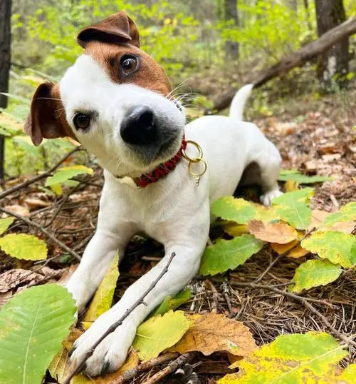 捷克罗斯梗犬是禁养犬吗？（捷克罗斯梗犬是禁养犬吗）