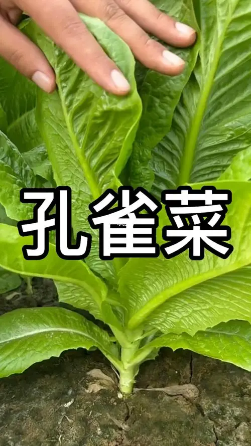 孔雀菜市场价多少 孔雀菜的种植时间和方法