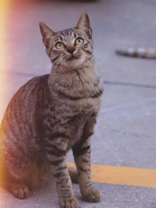 狸花猫在国外 狸花猫在国外的价格