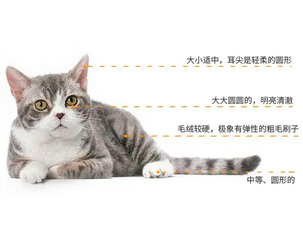 猫的外形特征和特点 猫的外形特征和特点作文