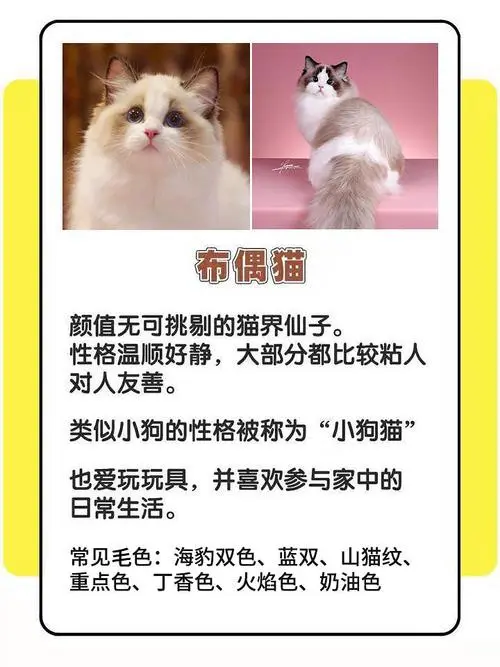 猫的性格特点（猫的性格特点简单介绍）