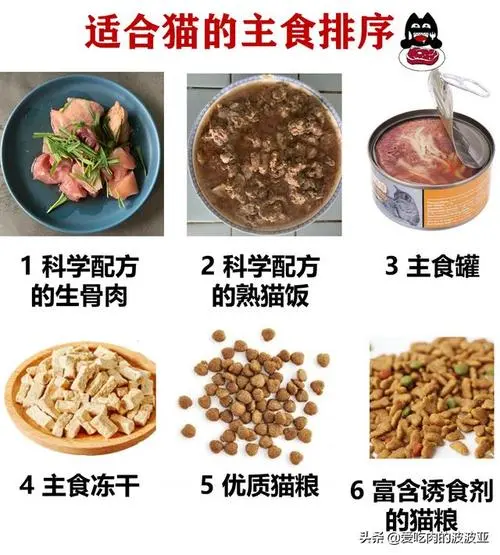 猫猫的饮食——合理搭配营养与健康（猫猫吃什么好）