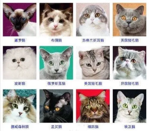 猫种类大全（猫种类大全带图）