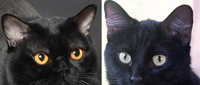 孟买猫图片 VS 黑猫图片：一场猫咪之间的对比（孟买猫图片和黑猫图片对比）