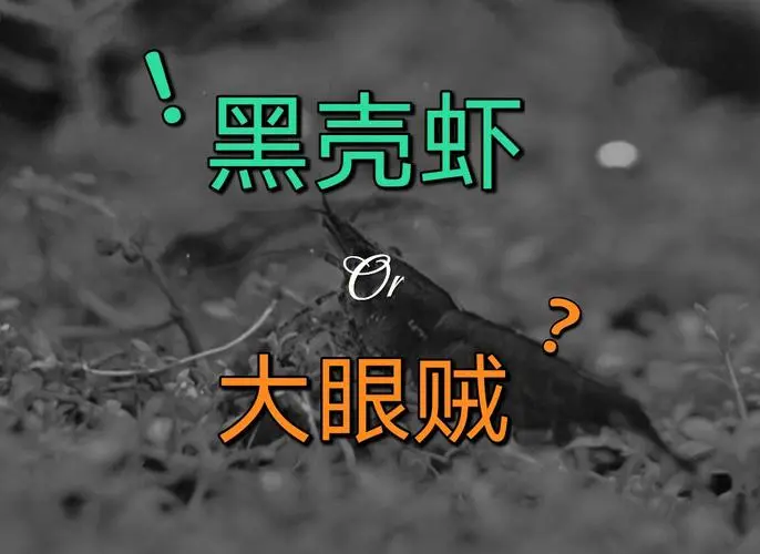 如何区分黑壳虾和大眼贼？（怎么区分黑壳虾和大眼贼图片）