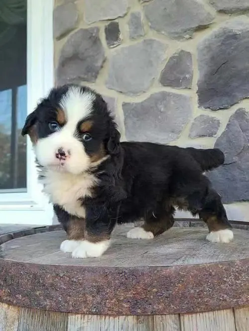 如何挑选伯恩山犬幼犬（怎么挑选伯恩山犬幼犬）