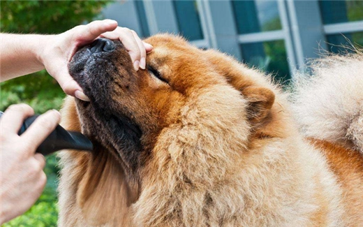 松狮犬咬主人鼻子 松狮犬咬主人吗