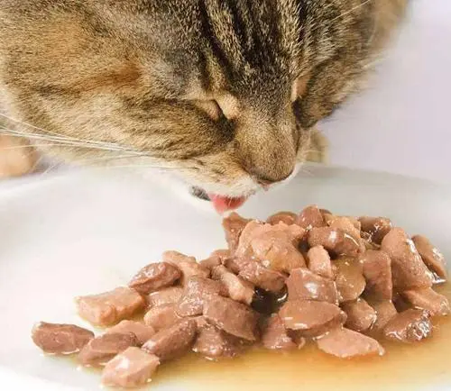 土猫吃什么食物好 土猫吃什么食物最好