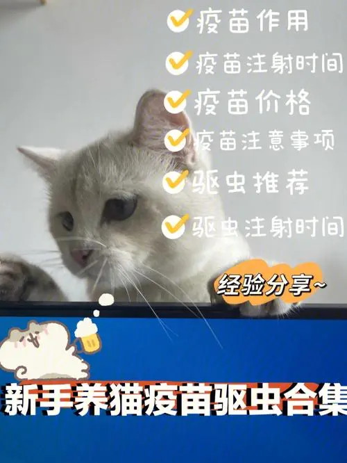 小猫先驱虫还是先打猫：探讨小猫与驱虫的关系（小猫是先驱虫还是先打猫三联）