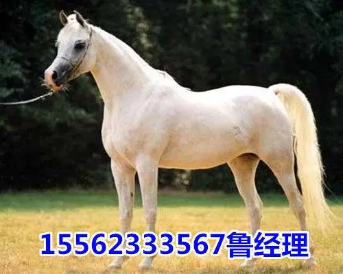 新疆马价格一览：购买一匹新疆马需要多少钱？（新疆马多少钱一匹）