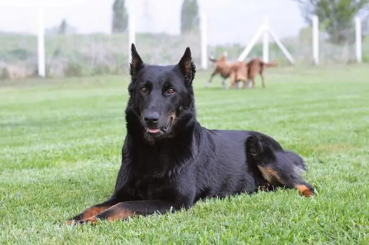 匈牙利牧羊犬价格及相关信息（匈牙利牧羊犬多少钱）