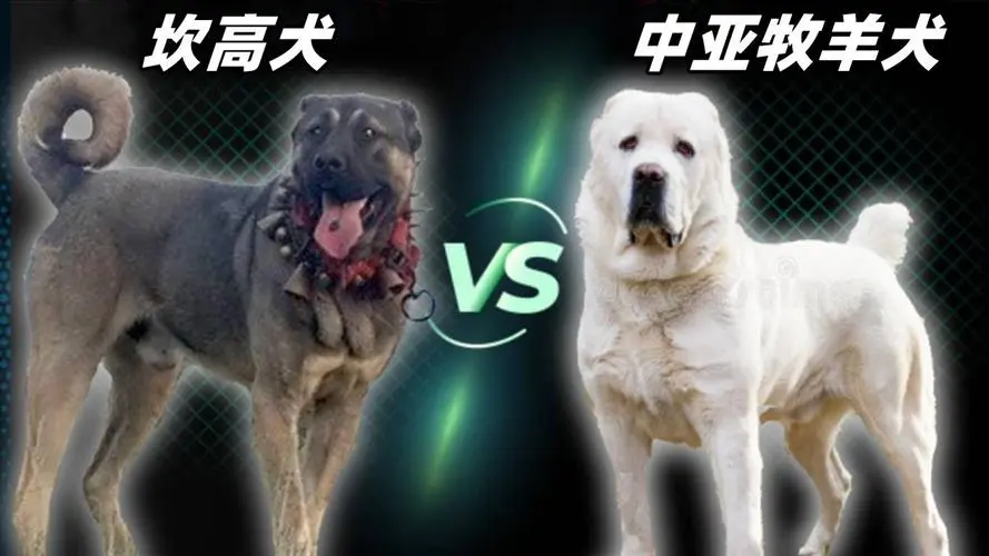 中亚牧羊犬与砍高犬：谁才是真正的犬王？（中亚牧羊犬和砍高犬谁厉害）